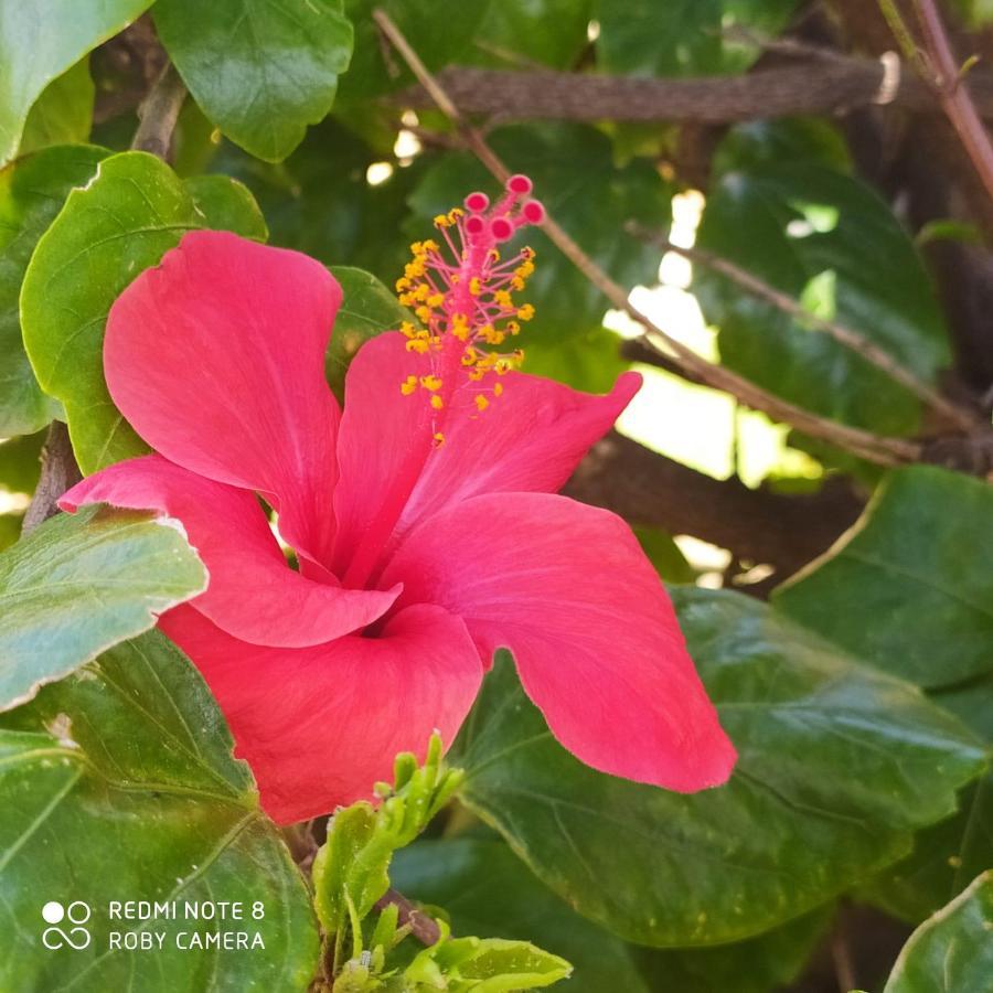 돈나루카타 Hibiscus Rosso 빌라 외부 사진
