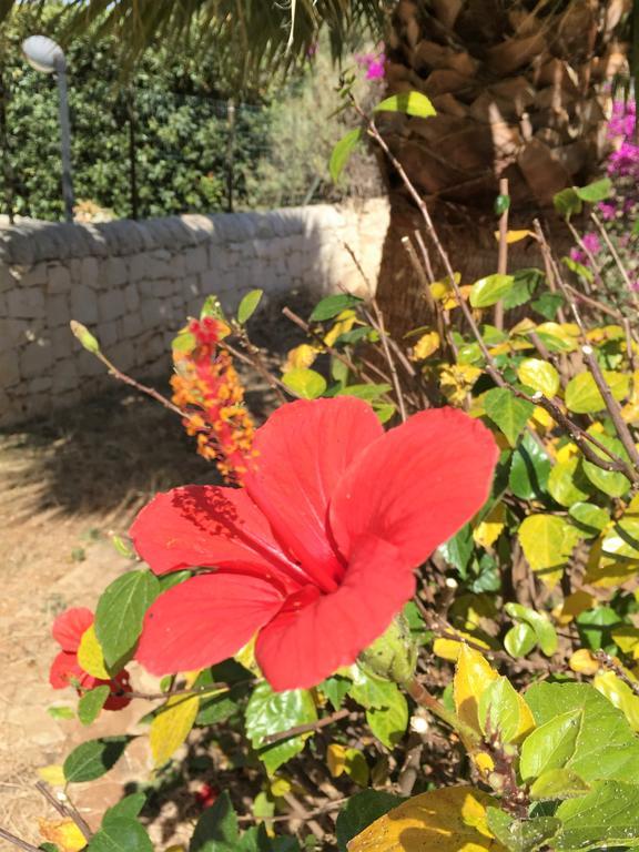 돈나루카타 Hibiscus Rosso 빌라 외부 사진